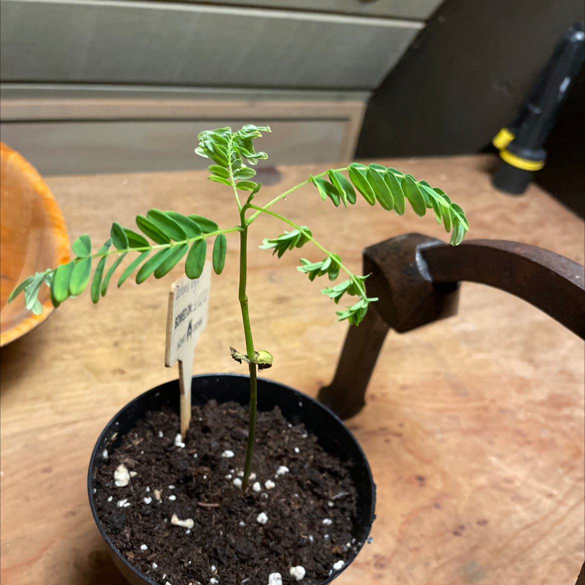 Young Chamber Bitter plant in a small pot with visible soil on a wooden surface.