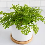 Maidenhair Fern plant photo by Breauna named Karen on Greg, the plant care app.