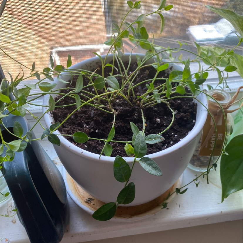 Lesser Periwinkle plant in a white pot on a windowsill with visible soil and healthy green leaves.