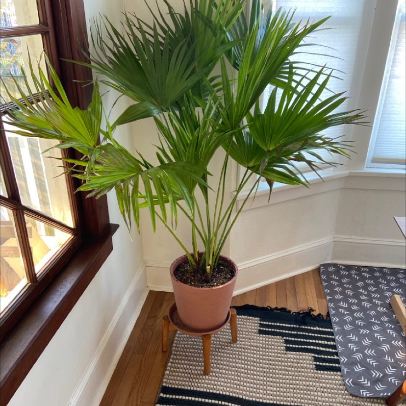 Chinese Fan Palm in a pot indoors near a window, healthy with vibrant green leaves.