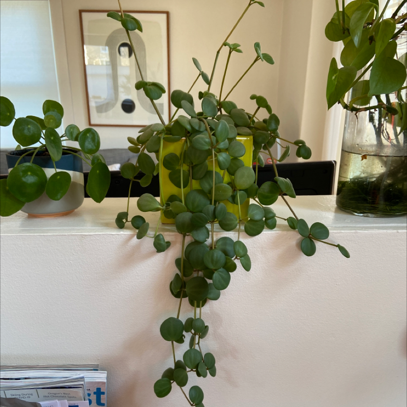 Healthy Pilea peperomioides plant with vibrant green, round leaves on multiple upright stems, positioned in front of a mirror.