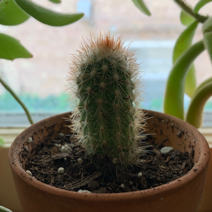 Silver Ball Cactus in a terracotta pot with visible soil, surrounded by other plants.