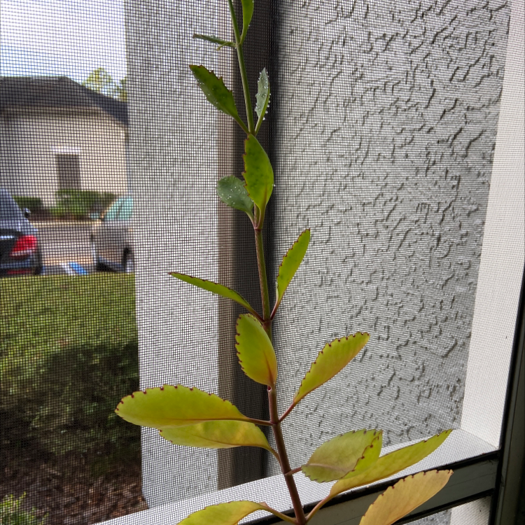 Close-up of a healthy young Cathedral Bells plant with serrated green leaves growing against a textured wall, with a hand gently holding one leaf.