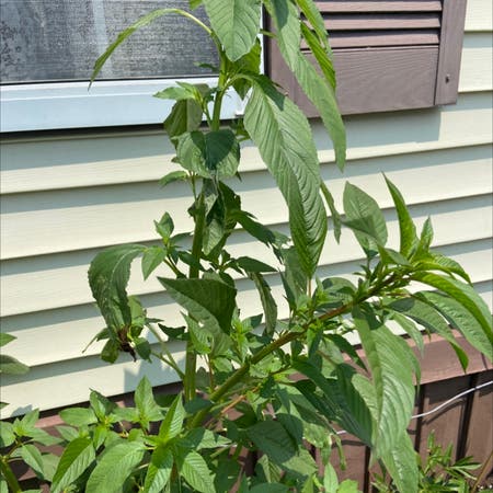 Photo of the plant species Amaranth Pigweed by Theresa named Your plant on Greg, the plant care app