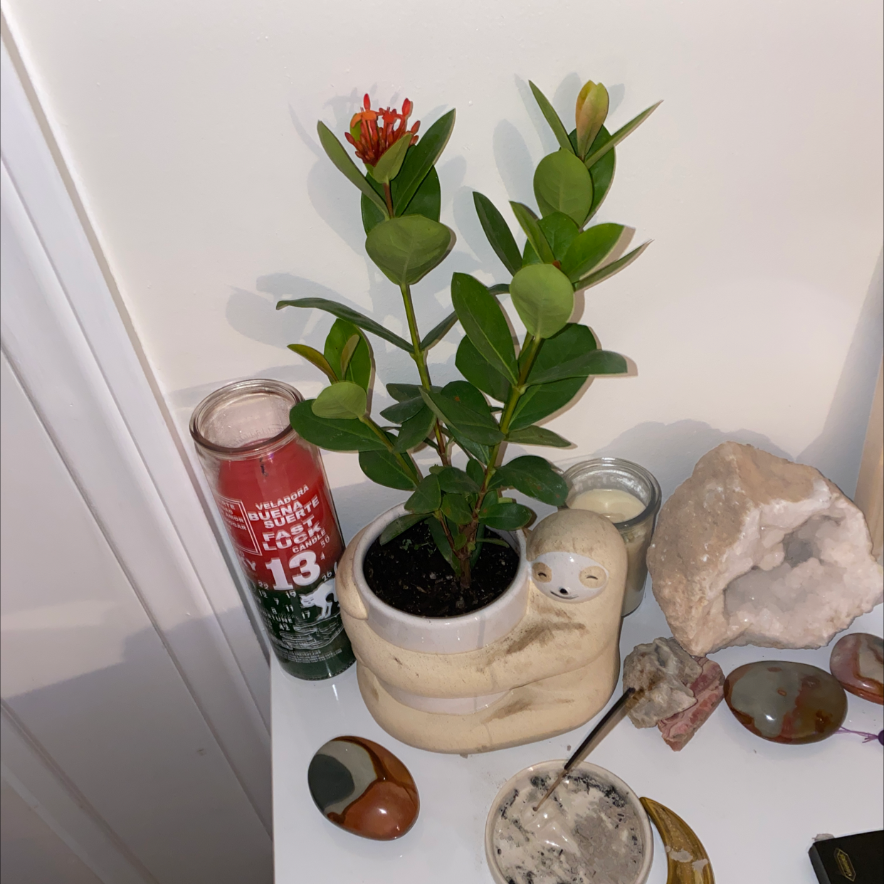 Jungle Geranium plant in a decorative pot with a small red flower, surrounded by various objects.