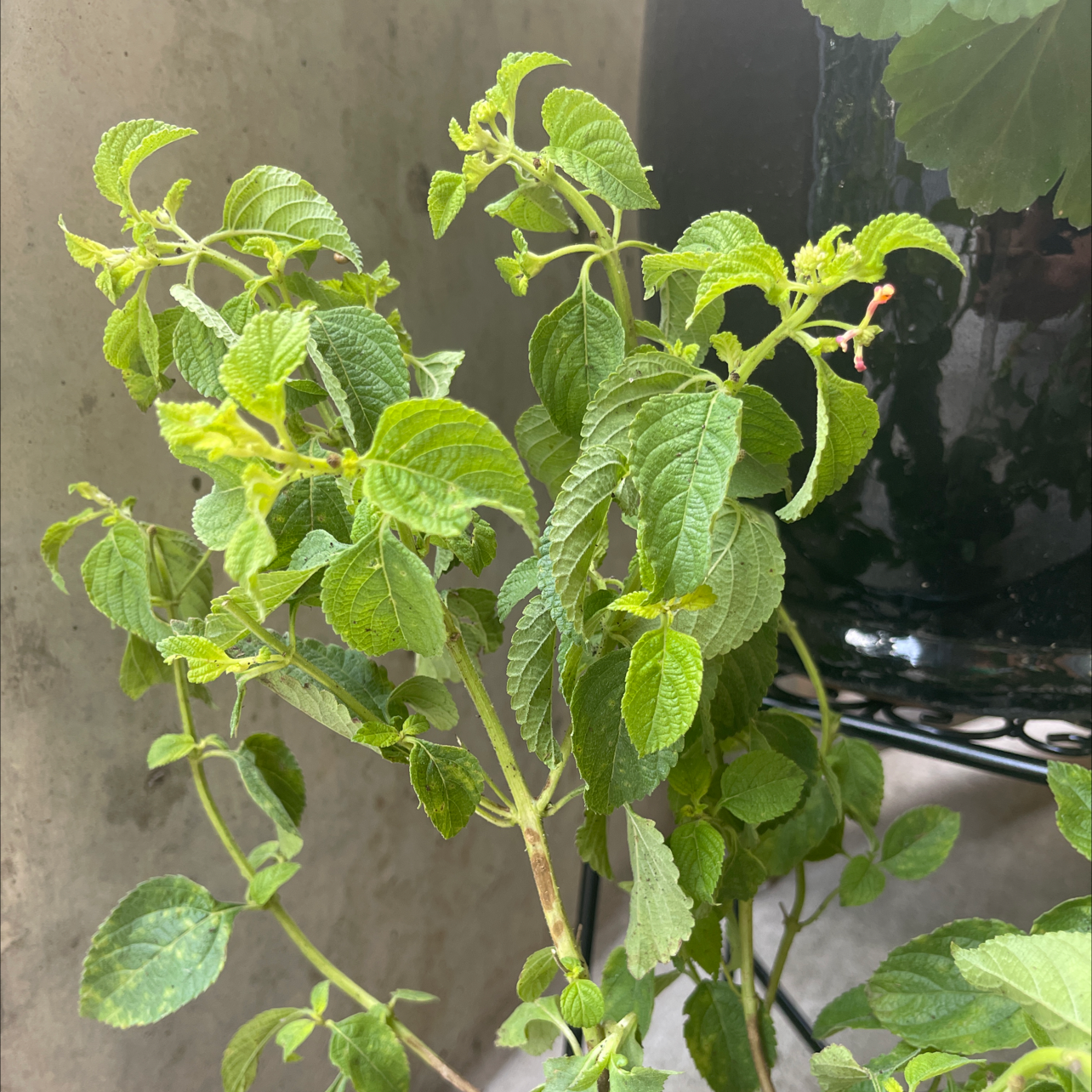 Lantana plant with green leaves in a pot against a neutral wall.