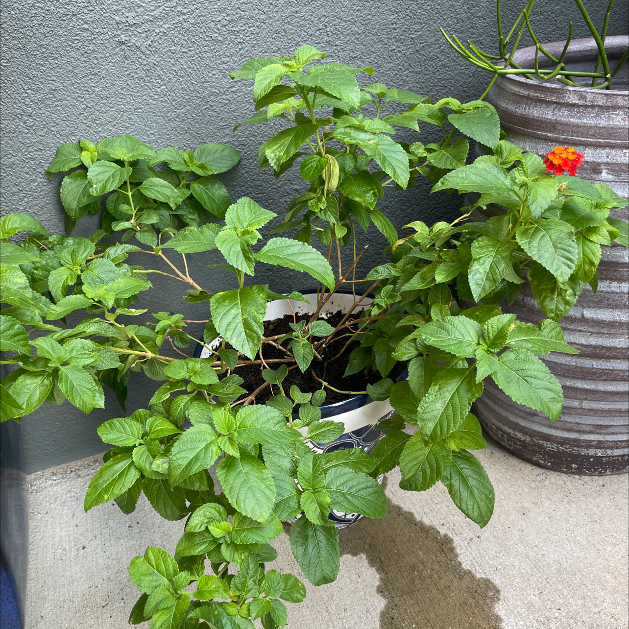 Lantana plant in a pot with green leaves and a single flower, placed on a concrete surface.