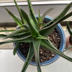 Aloe 'Crosby's Prolific' plant