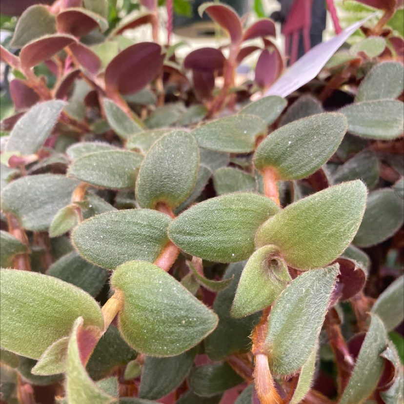 White Velvet plant with fuzzy green leaves and reddish stems, well-framed and in focus.