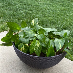 Jade Pothos plant photo by Weeping_fairy named Goldie on Greg, the plant care app.
