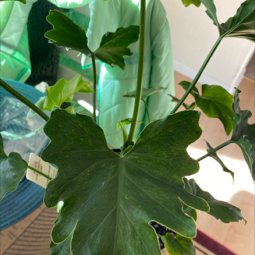 Philodendron Xanadu plant with large, green, lobed leaves indoors.