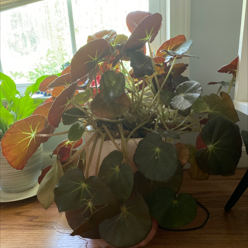 Photo of the plant species Marion's Purple Curl Begonia by Blye named Grandma on Greg, the plant care app