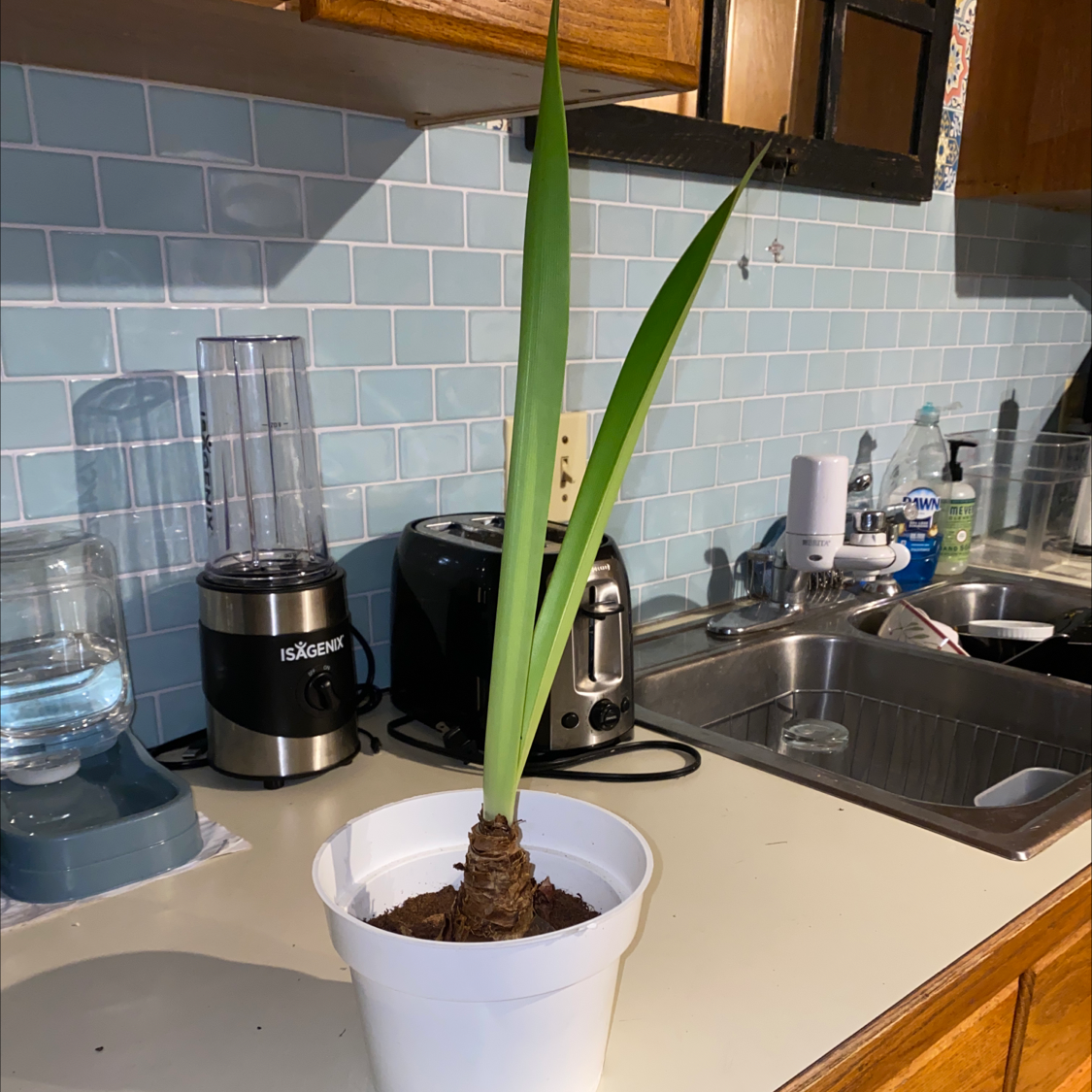 Potted Striped-Tubed Amaryllis plant with long green leaves on a kitchen counter.
