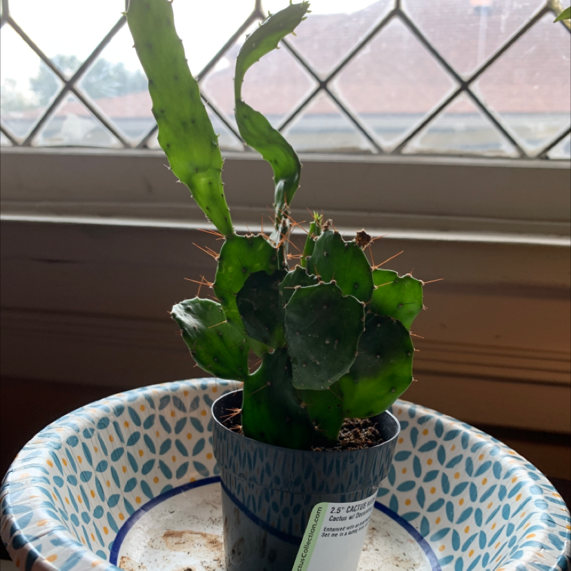 Brazilian Pricklypear plant in a small pot with some leaf discoloration, placed inside a decorative bowl.