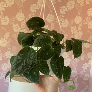 Satin Pothos plant photo by Lauren named Stella on Greg, the plant care app.