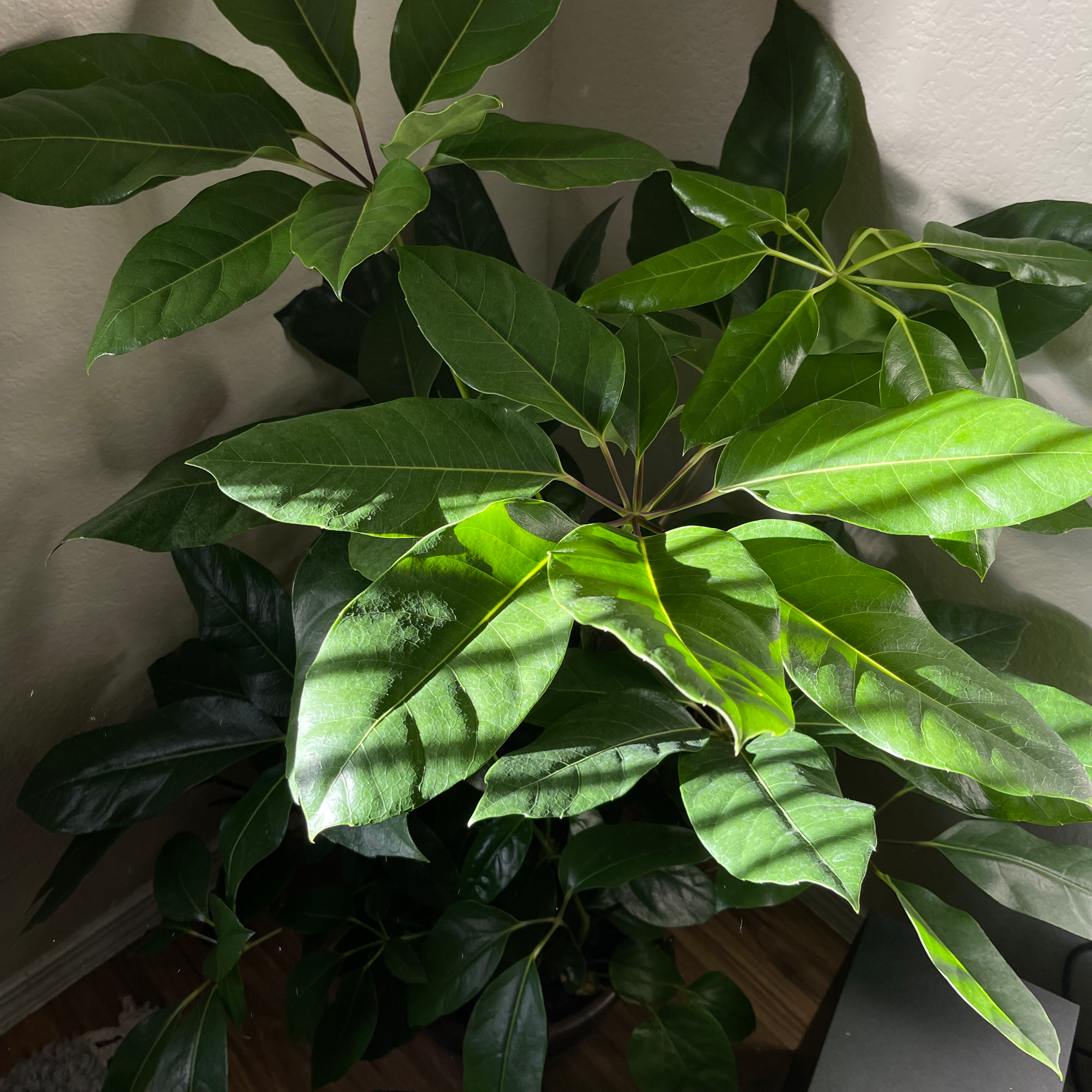 A healthy, lush green umbrella tree plant with no signs of discoloration or disease, well-framed and in focus.