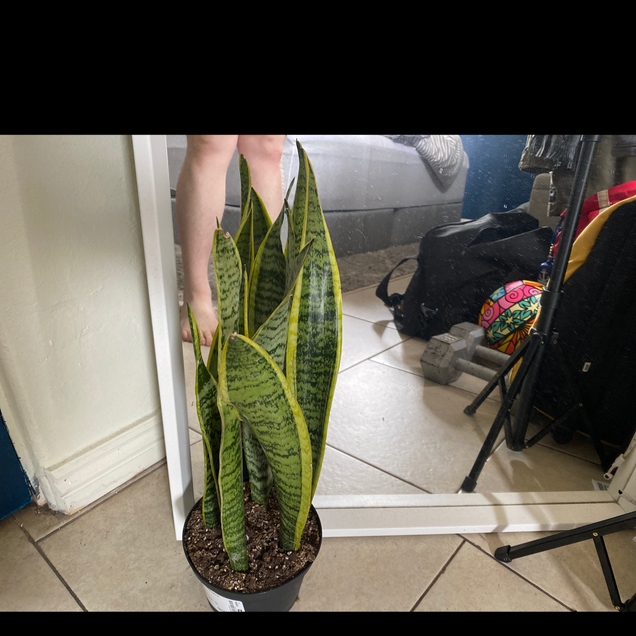 Snake Plant plant photo by @Vickyvic_lopez named SMITH on Greg, the plant care app.