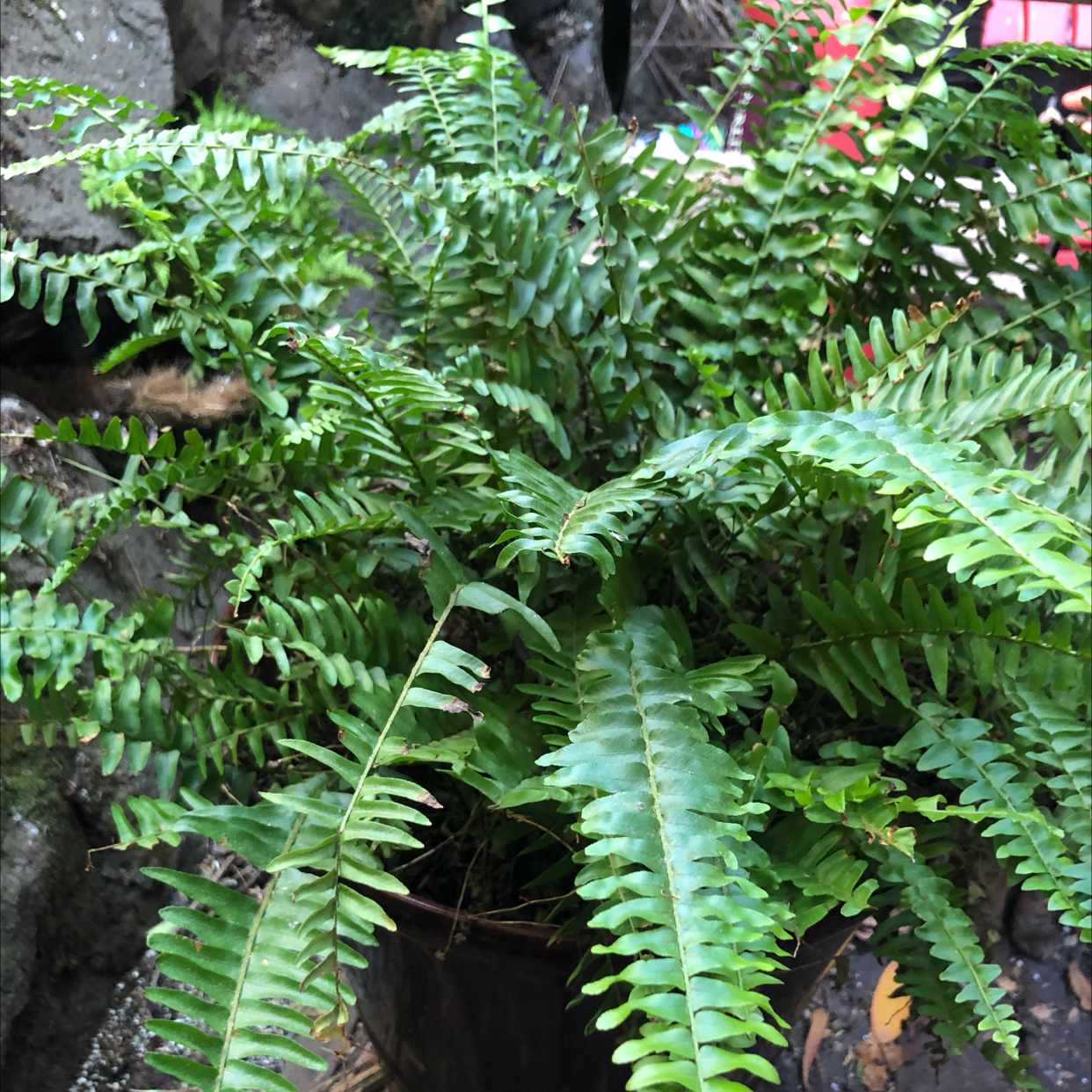 Boston Fern plant photo by Marilyn named Mondo on Greg, the plant care app.