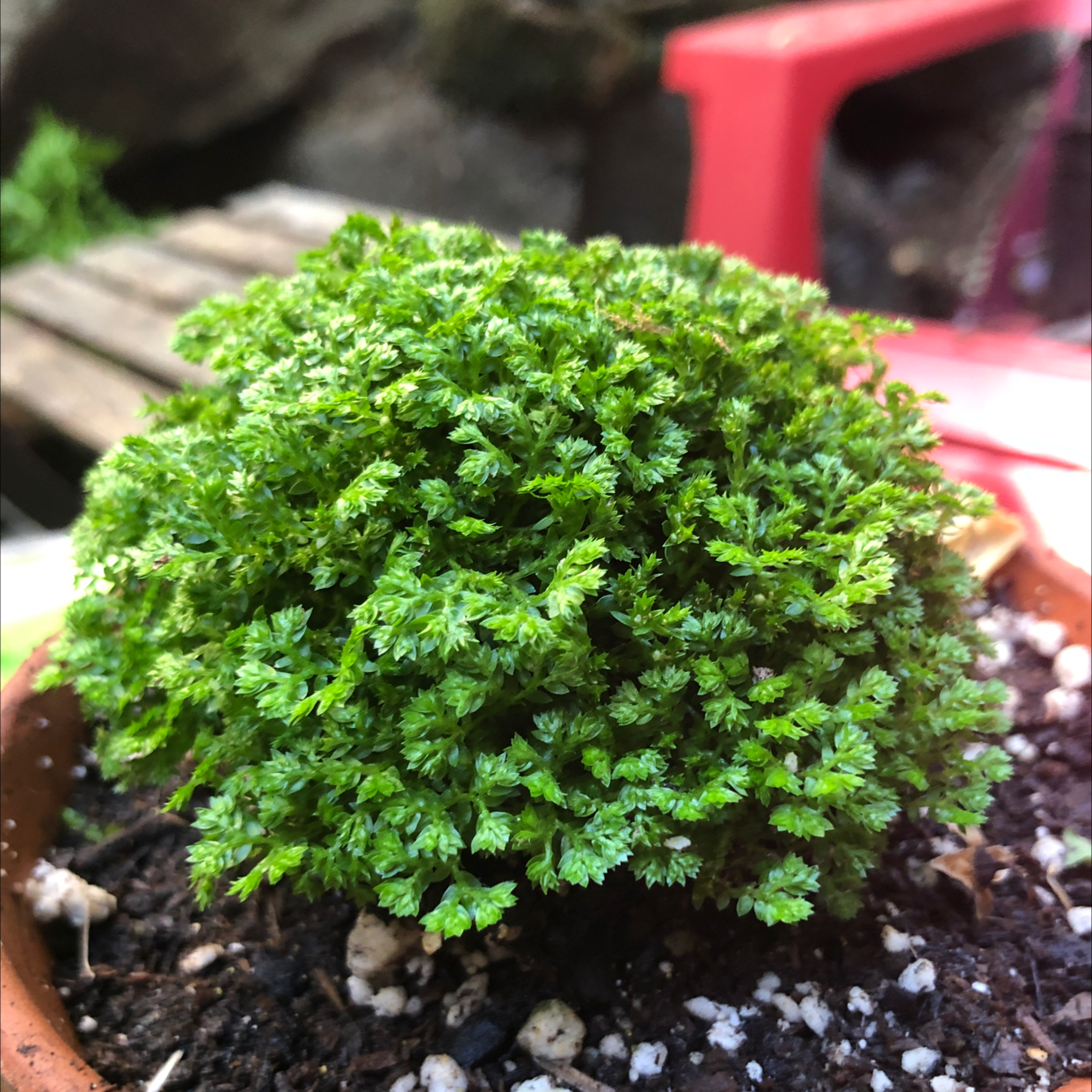 Plant care for Rainbow moss, Peacock fern on Greg, the plant care app