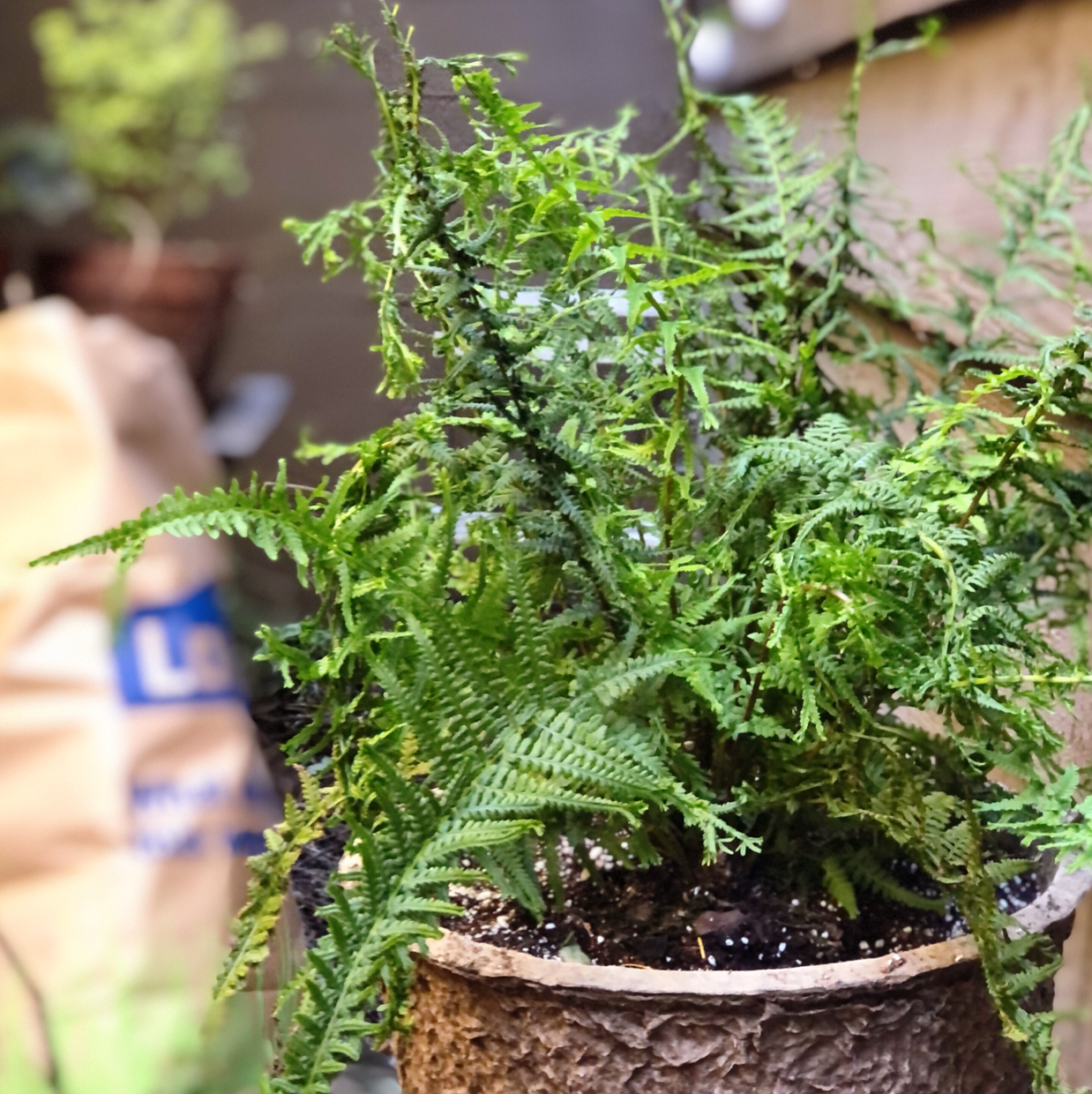 Photo of the plant species Victoria Lady Fern by Marilyn named Spoonie G on Greg, the plant care app