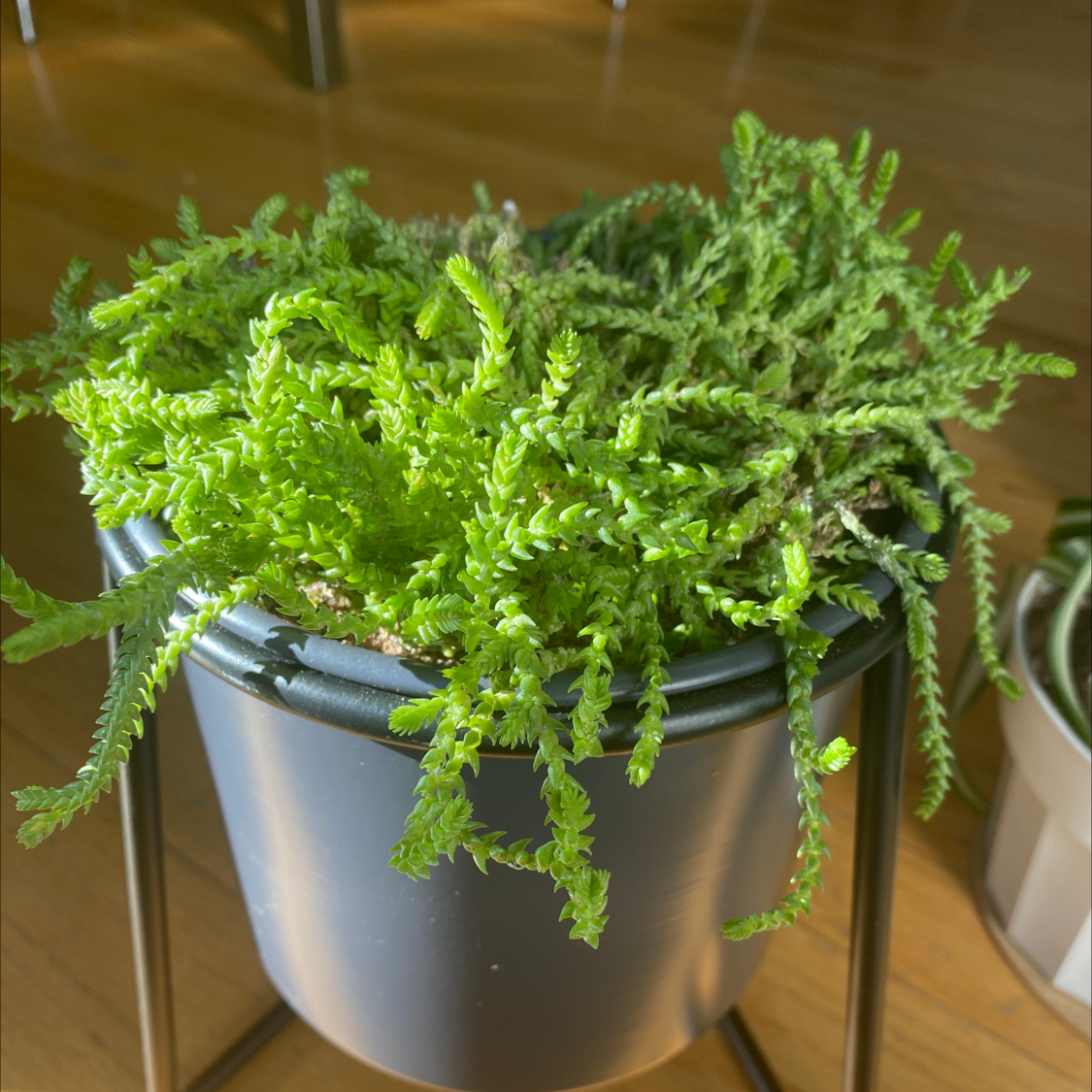 Healthy Mossy Stonecrop plant in a pot, vibrant green leaves, well-framed.