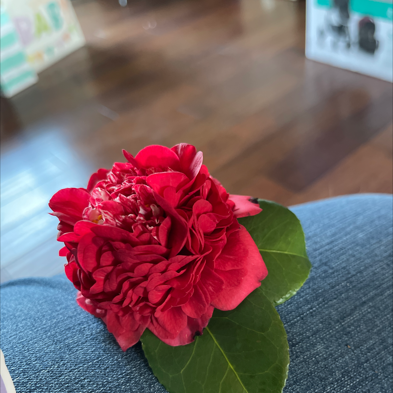 How to Get a Camellia to Bloom