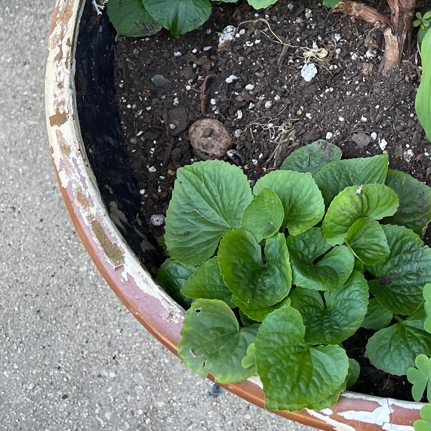 Potted Common Blue Violet plant with green, heart-shaped leaves and visible soil.