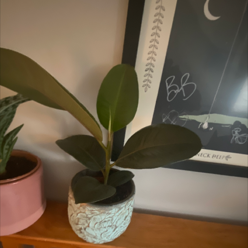 Rubber Plant plant photo by @Tasha2111 named Rupert on Greg, the plant care app.