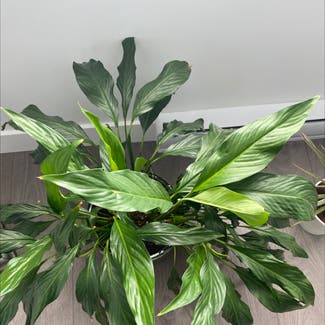 Peace Lily plant in Langley, British Columbia