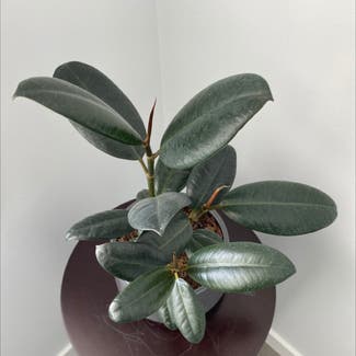 Rubber Plant plant in Langley, British Columbia