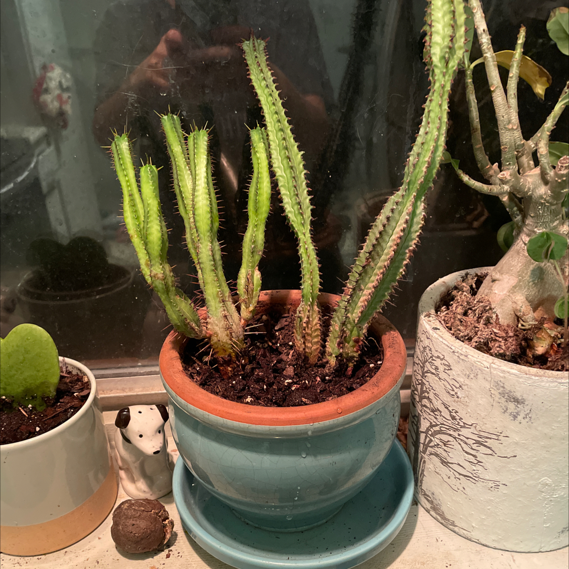 Columnar Cactus in a pot with visible soil, placed on a saucer. Other plants are also visible.