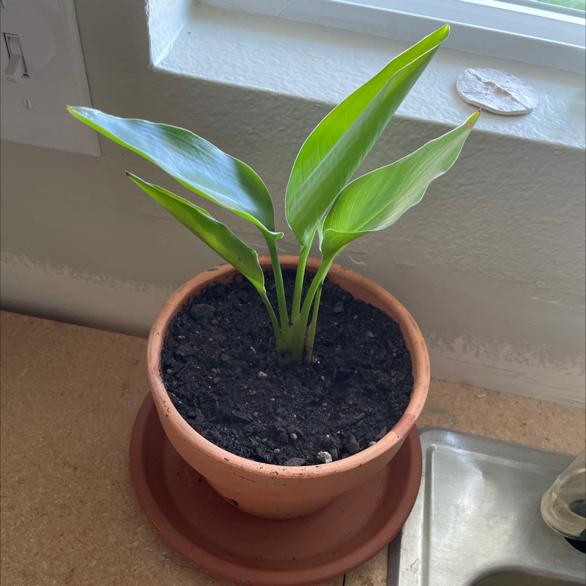 Young Bird of Paradise plant in a terracotta pot near a window.