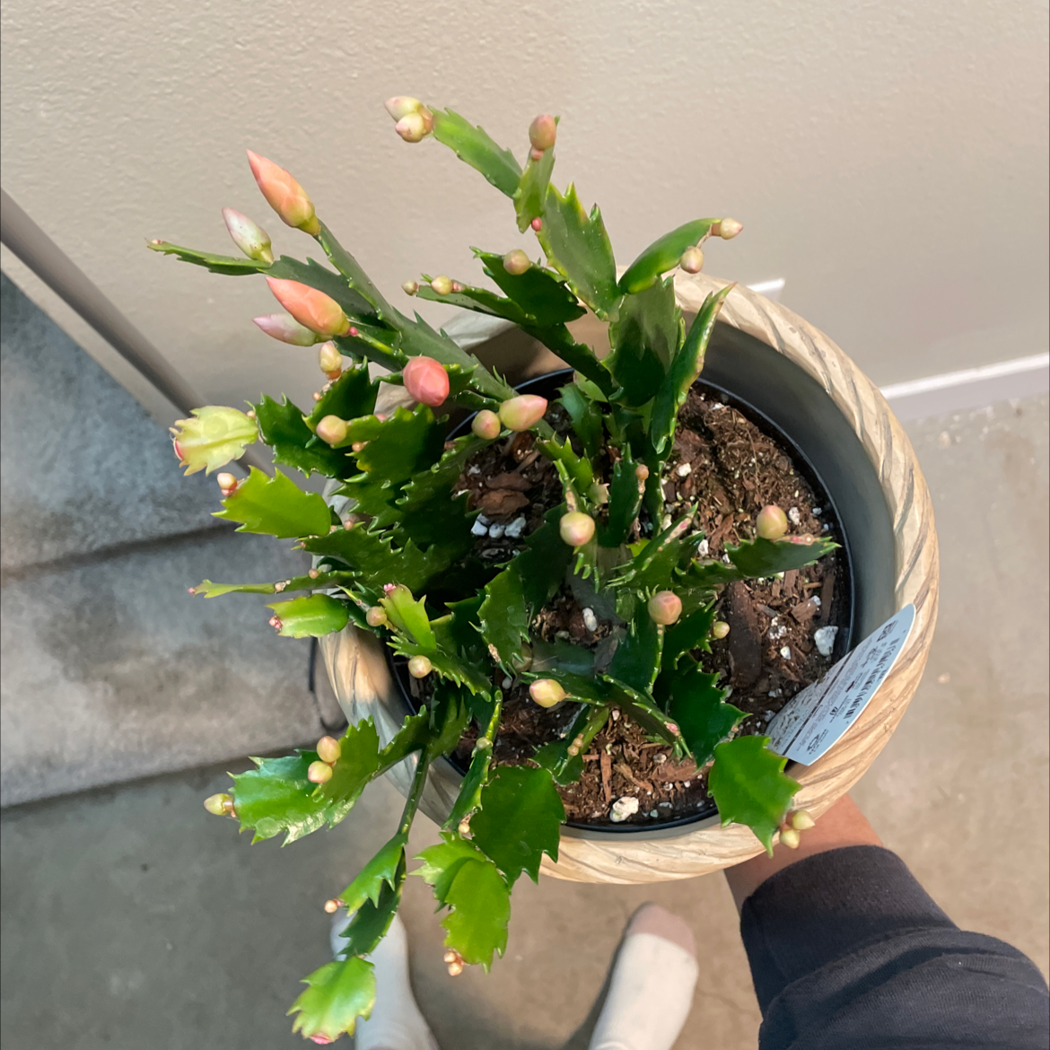 Nala Cactus All In One ブラック 新品未使用】Nala Cactus all in one Black S