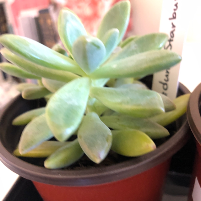 Photo of the plant species star burst by Joan named Your plant on Greg, the plant care app