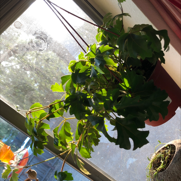 Thriving grape ivy plant with lush green foliage hanging in a bright window, free of any signs of disease or distress.