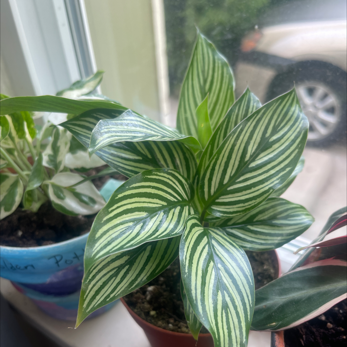 Calathea Vittata plant with green leaves and white stripes, healthy and well-framed.