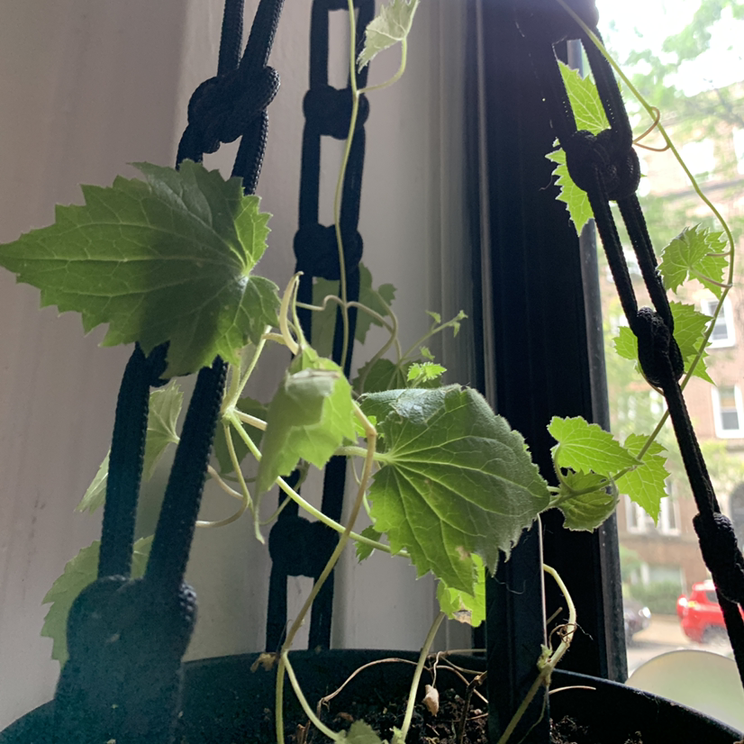 Photo of the plant species Creeping Gloxinia by Carolina named Monkey plant on Greg, the plant care app