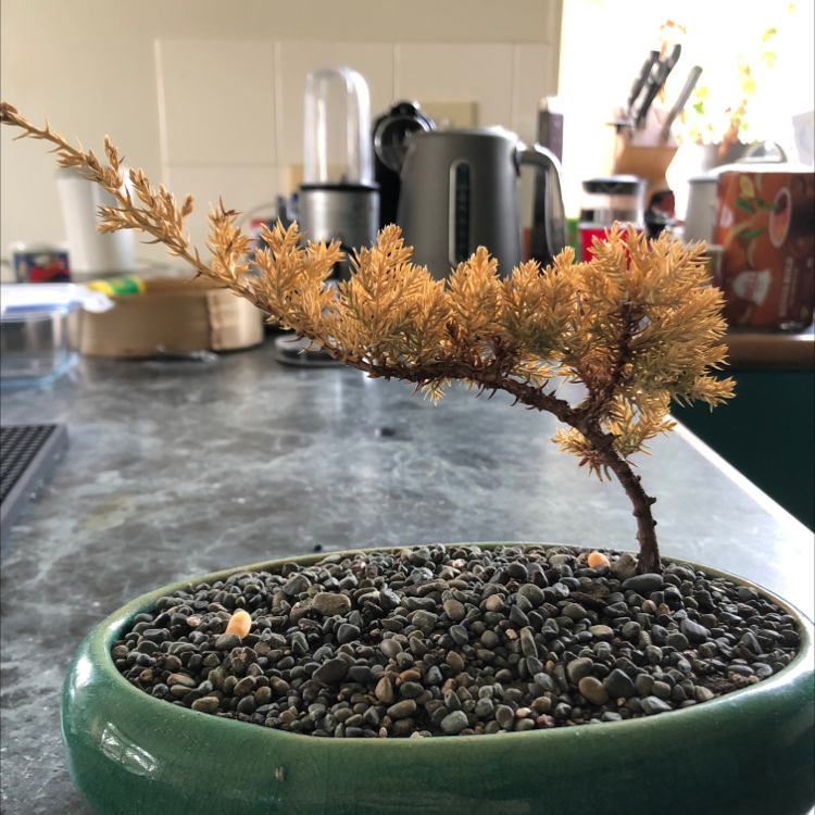 Creeping Juniper bonsai in a green pot with gravel, showing significant browning.