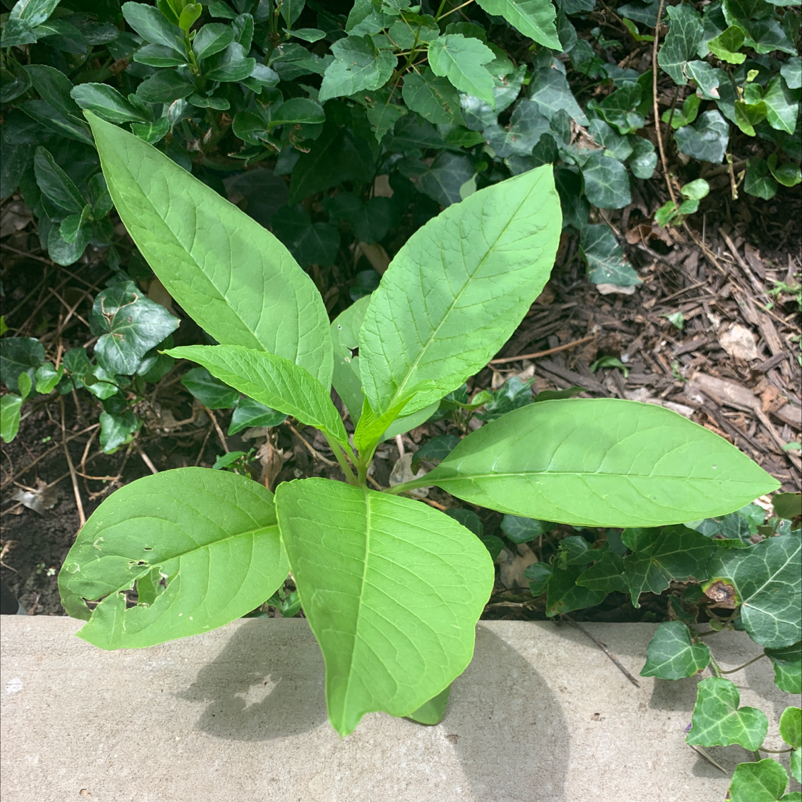 Young American Pokeweed plant with broad green leaves in a garden setting.