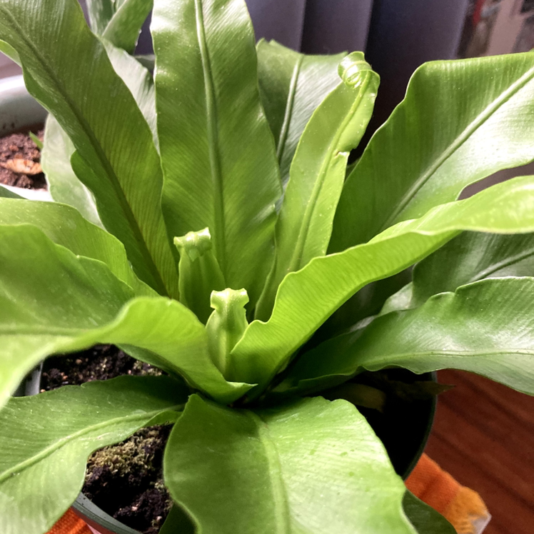 Bird's Nest Fern plant photo by Darrah named Amy on Greg, the plant care app.