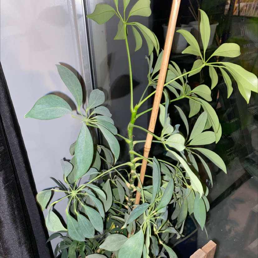 Dwarf Umbrella Tree plant photo by @apb0168 named Rain on Greg, the plant care app.