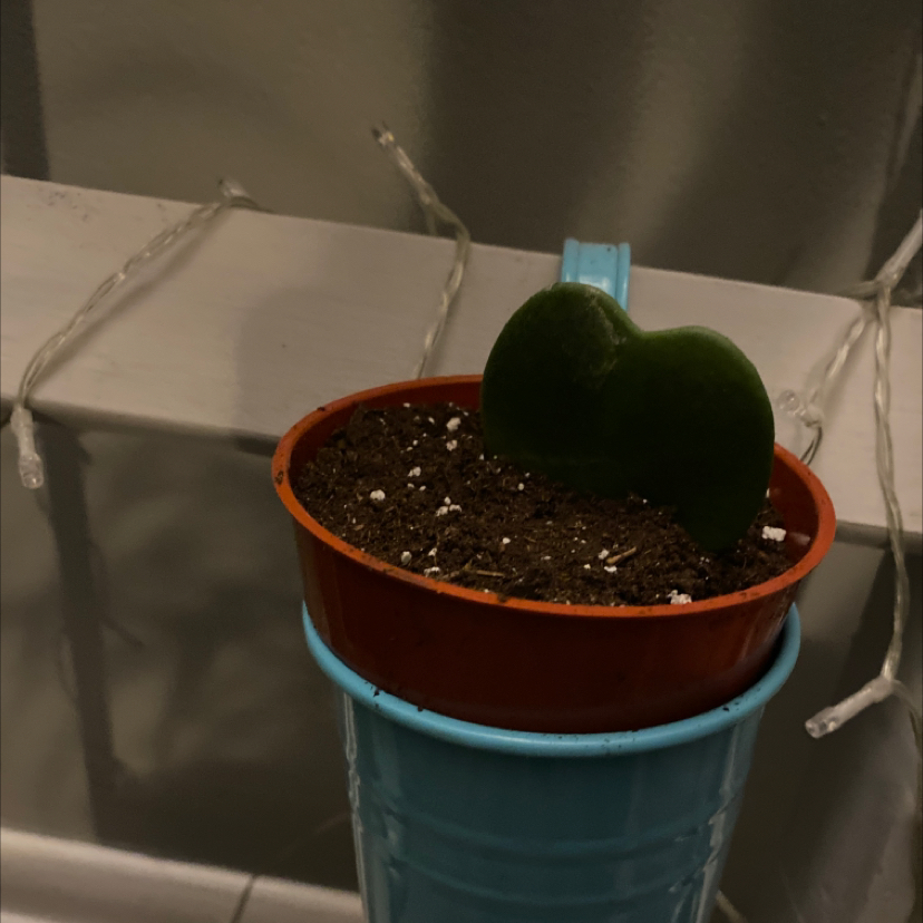 Sweetheart Hoya plant photo by @apb0168 named Hugz on Greg, the plant care app.