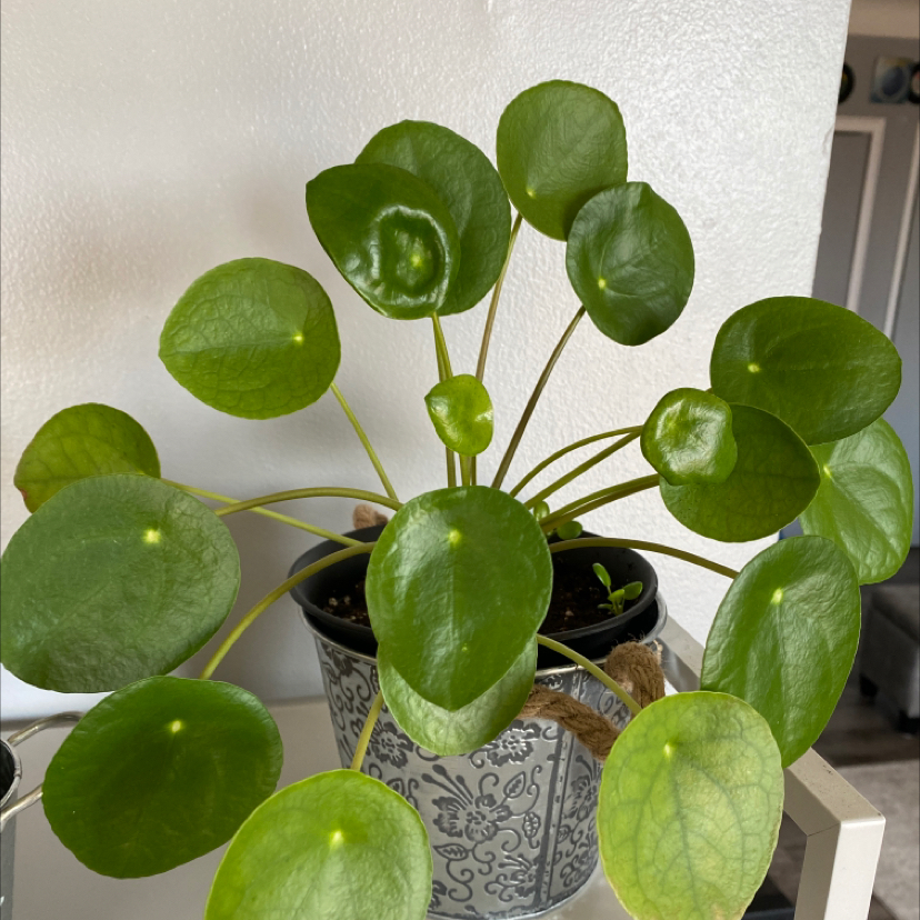 Chinese Money Plant plant photo by @apb0168 named Christie on Greg, the plant care app.
