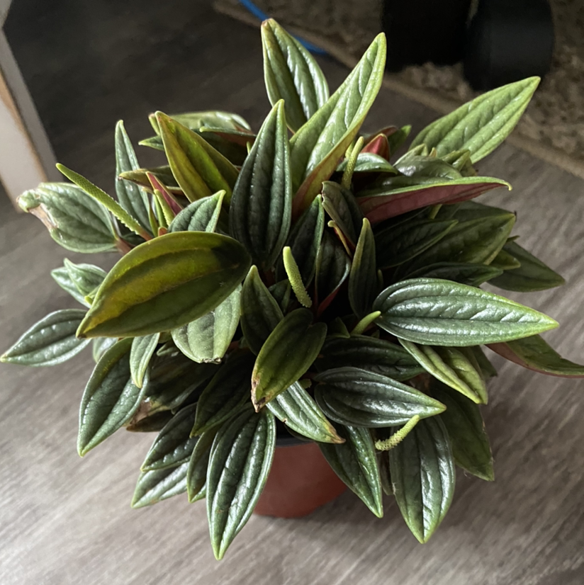 Peperomia 'Rosso' plant photo by @apb0168 named Rosso on Greg, the plant care app.