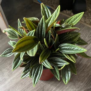 Peperomia 'Rosso' plant photo by Apb0168 named Rosso on Greg, the plant care app.