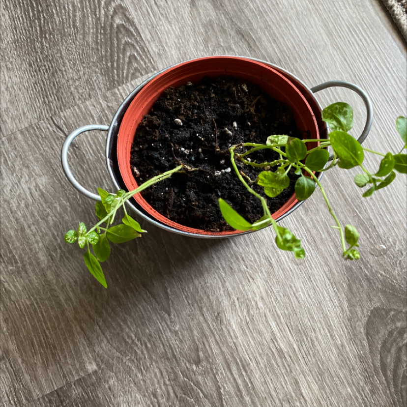 Polka Dot Plant plant photo by @apb0168 named Spot on Greg, the plant care app.