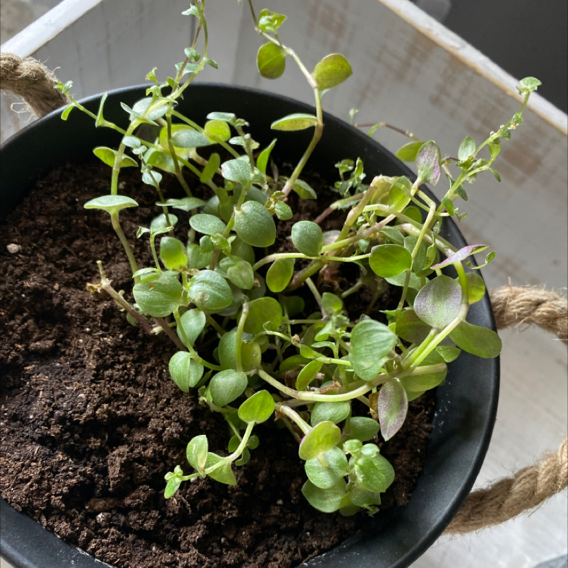 Creeping Inch Plant plant photo by @apb0168 named Flurry on Greg, the plant care app.