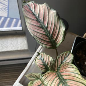 Pinstripe Calathea plant photo by @apb0168 named Your plant on Greg, the plant care app.