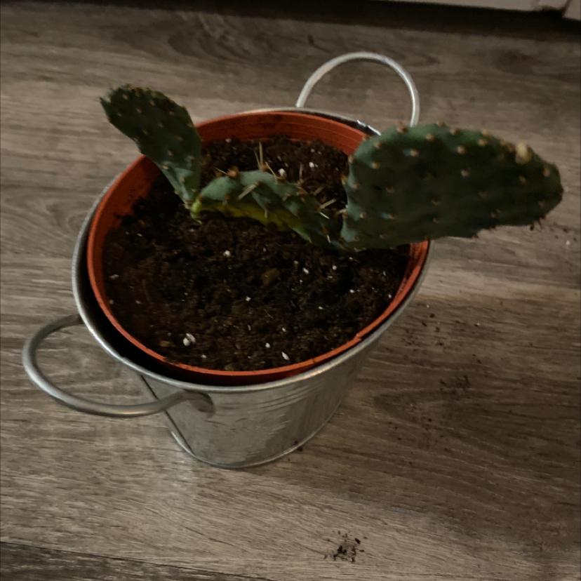 Smooth Prickly Pear plant photo by @apb0168 named Prickly on Greg, the plant care app.