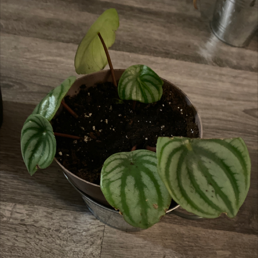 Peperomia Caperata plant photo by @apb0168 named Melly on Greg, the plant care app.